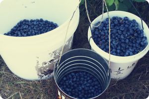 Blue and white decor and fashion - buckets filled with blueberries.jpg